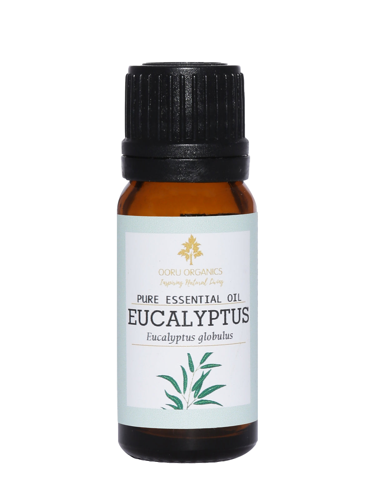 EUCALYPTUS GLOBULUS ESSENTIAL OIL
