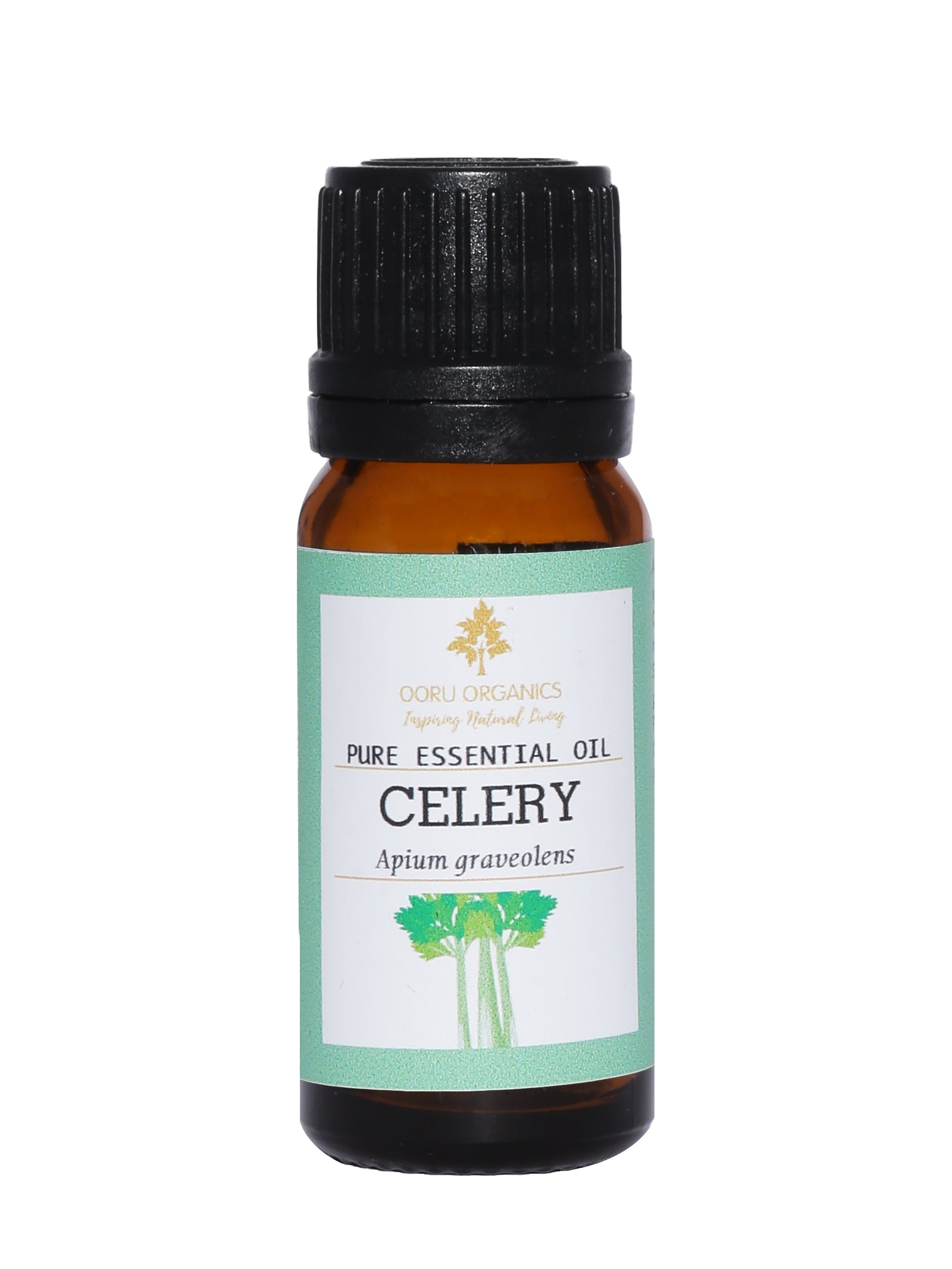 CELERY ESSENTIAL OIL