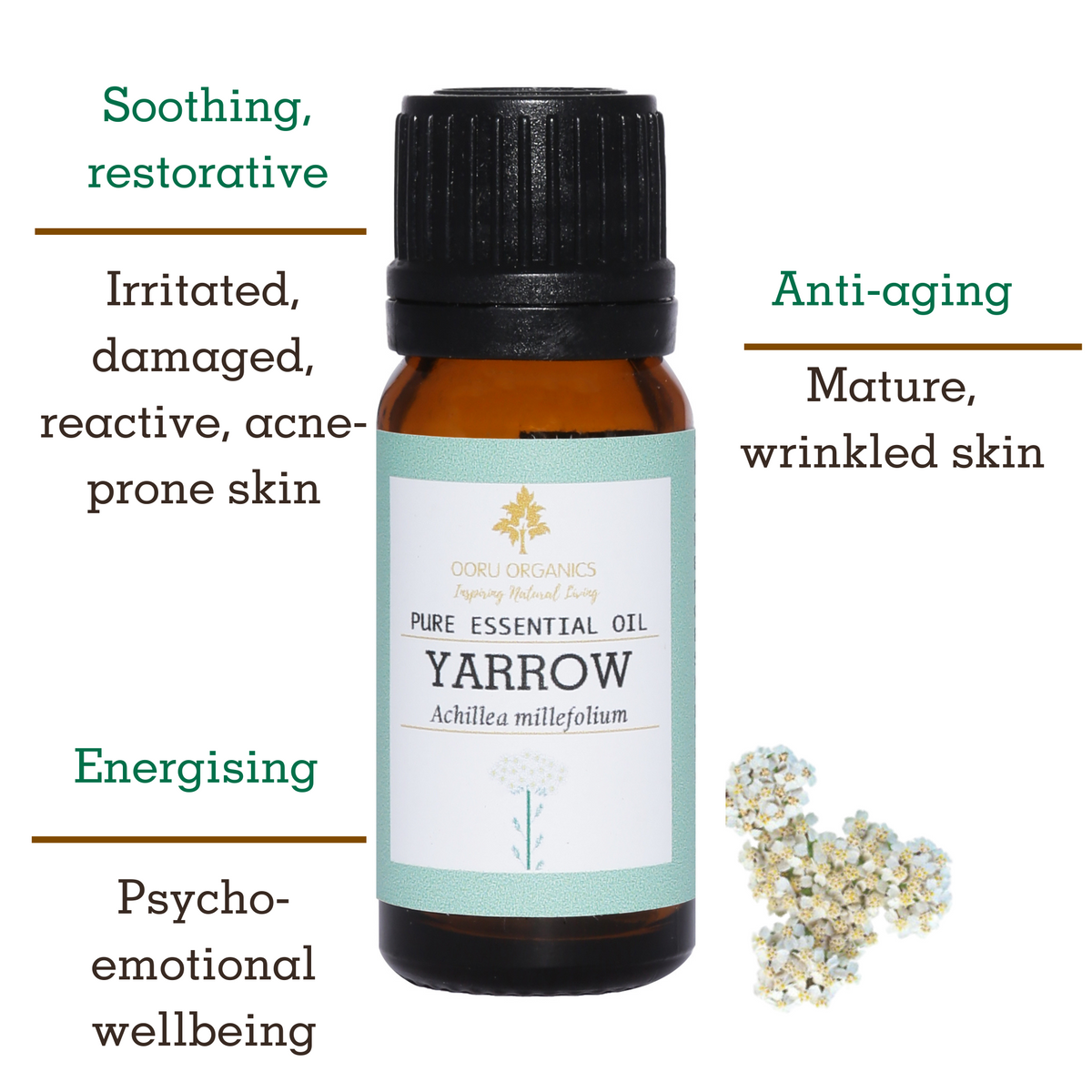 YARROW ESSENTIAL OIL