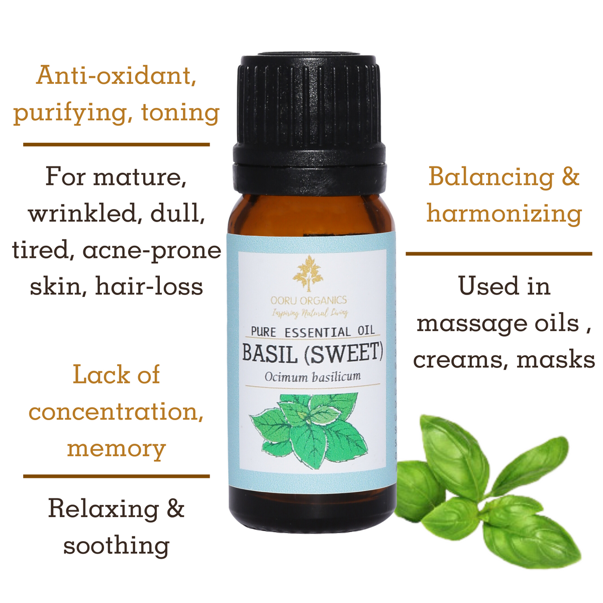 Uses of Sweet Basil Essential Oil